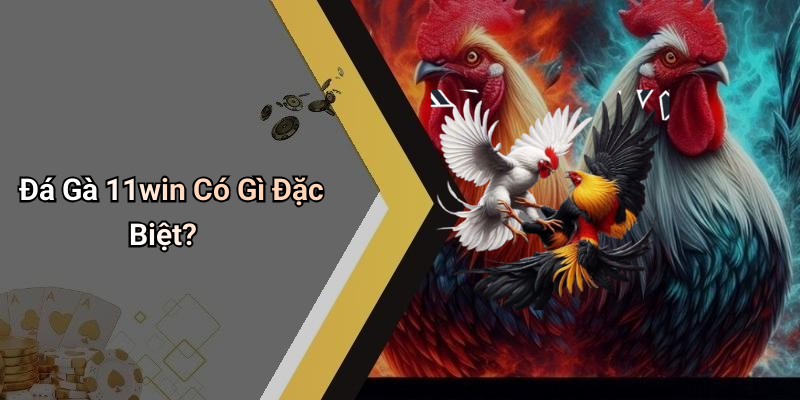 Đá Gà 11win Có Gì Đặc Biệt?