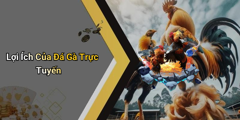 Lợi Ích Của Đá Gà Trực Tuyến